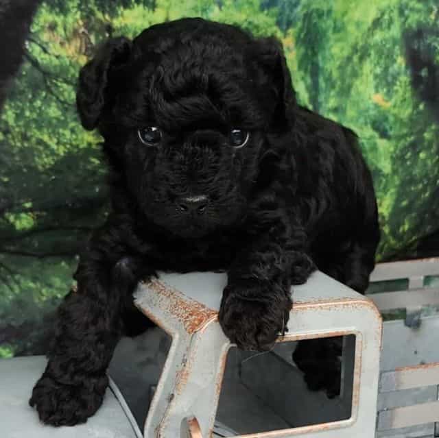 Blacky - Toy Poodle Male