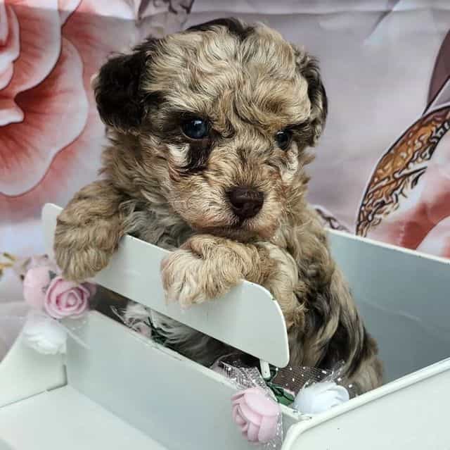 Ginny - Toy Poodle Female