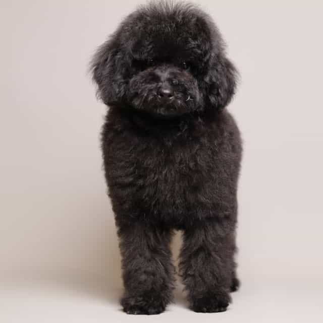 Benji - Toy Poodle Male