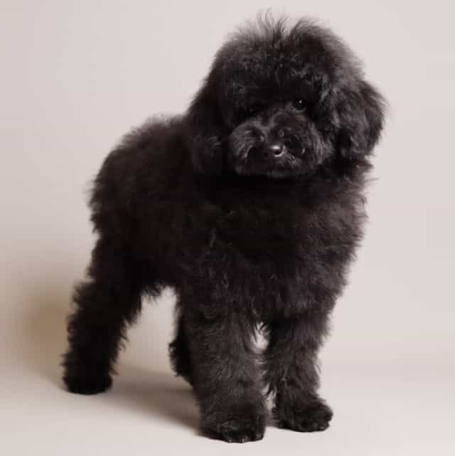 Benji - Toy Poodle Male