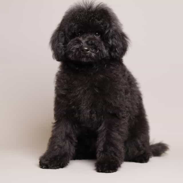 Benji - Toy Poodle Male