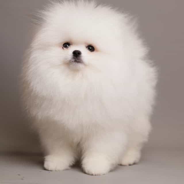 ARIA SNOW WHITE - Pomeranian Female