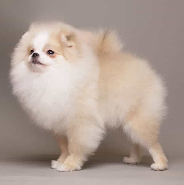 AMELIE — CREAM  - Pomeranian Female