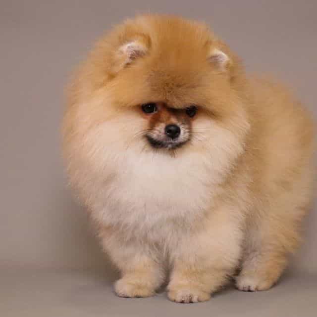 RICHARD — LIGHT - Pomeranian Male