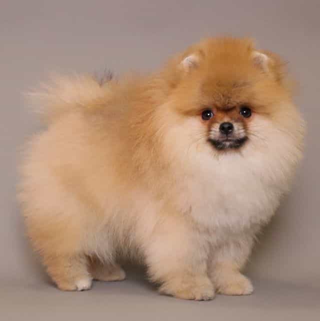 RICHARD — LIGHT - Pomeranian Male