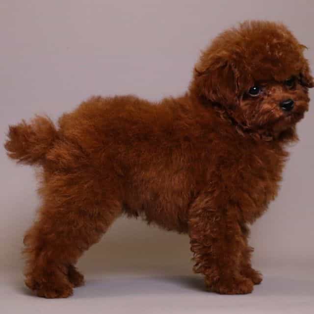 TOMACINO CHERRY - Toy Poodle Male