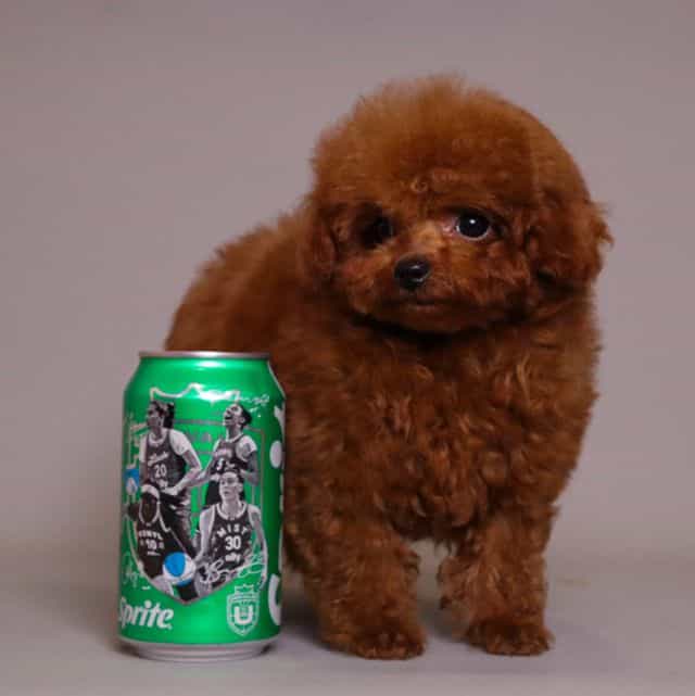 TARIX Tiny Red  - Toy Poodle Male