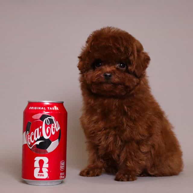 TORRENCE MAHOGA - Toy Poodle Male