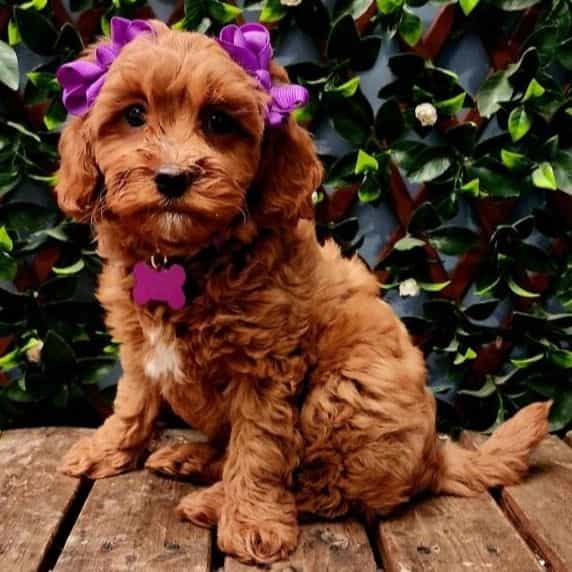 Ella - Cavapoo Female