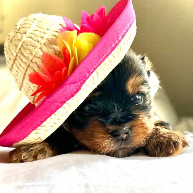 HONEY - Yorkshire Terrier Female