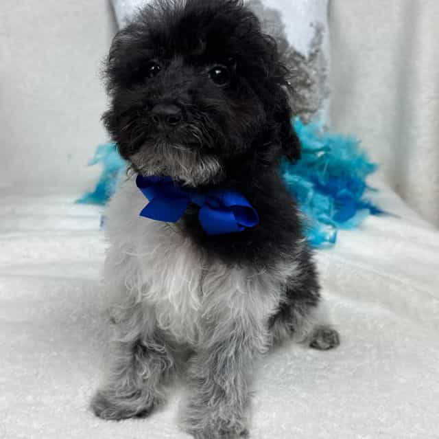 Cici Blue Boy - Toy Poodle Male