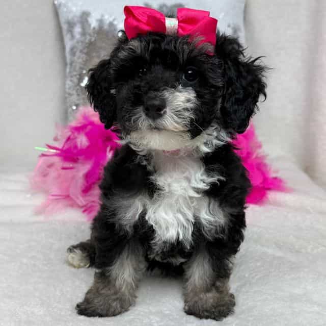 Elsa Pink Girl - Bernedoodle Female