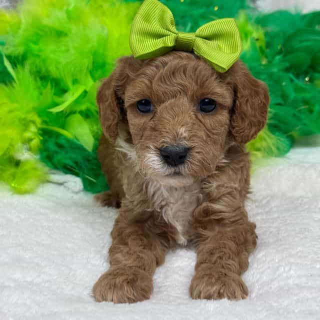 Peaches Green G - Toy Poodle Female