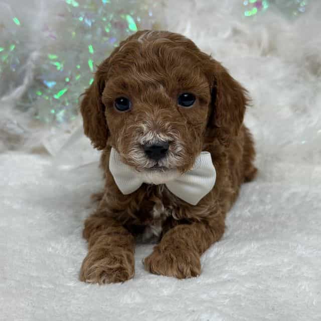 Peaches White B - Toy Poodle Male