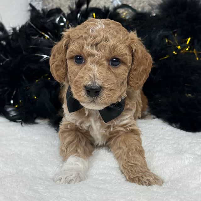 Peaches Black B - Toy Poodle Male