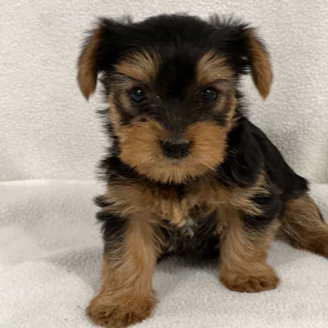 Chanel - Yorkshire Terrier Female
