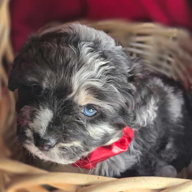 Cosmo - Corgipoo Male