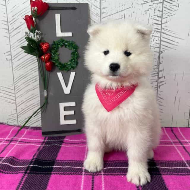 Zena - Samoyed Female