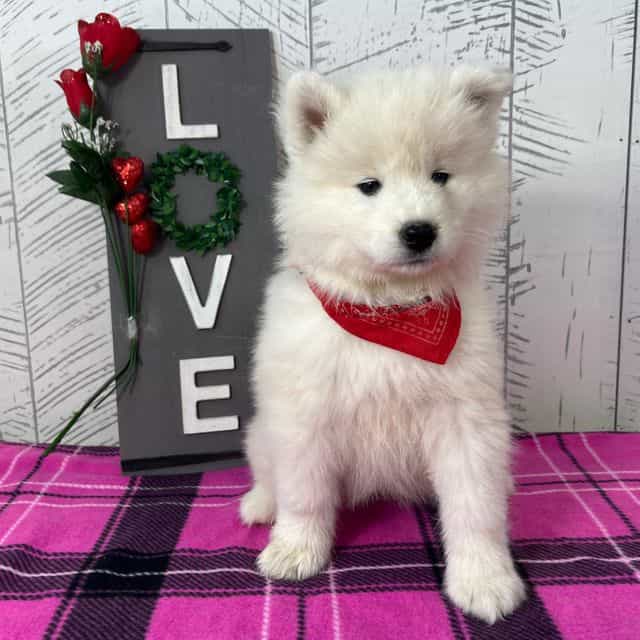 Gloria - Samoyed Female