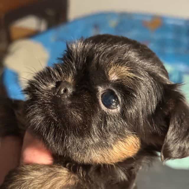 Caroline - Brussels Griffon Female