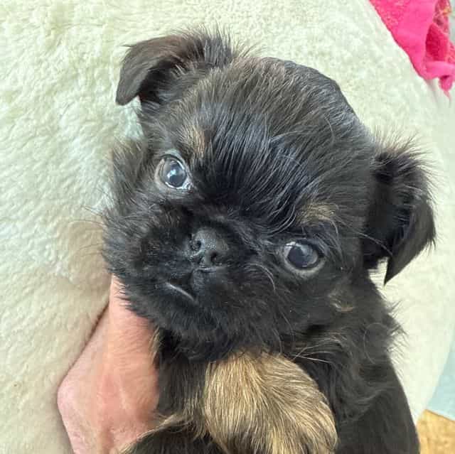 Chandler - Brussels Griffon Male