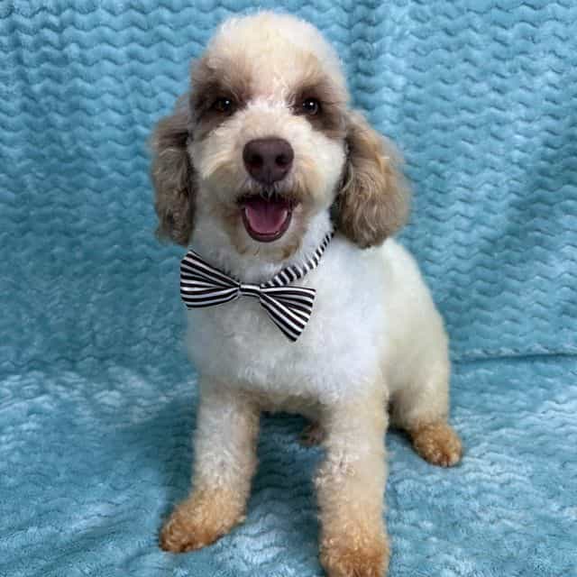 Buster Poodle - Toy Poodle Male
