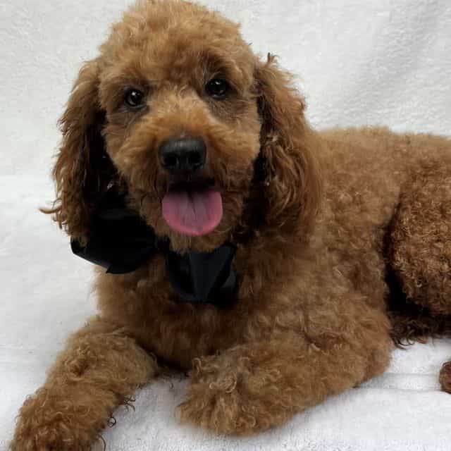 Beau - Goldendoodle Male
