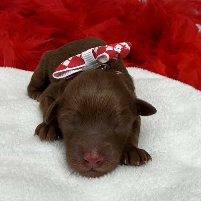 Brinley Red Boy - Goldendoodle Male