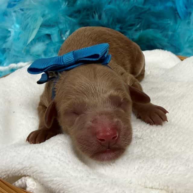 Brinley Blue Bo - Goldendoodle Male