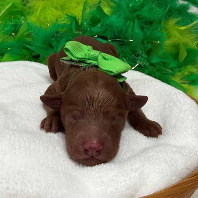 Brinley Green B - Goldendoodle Male