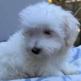 Noel - Maltese Male