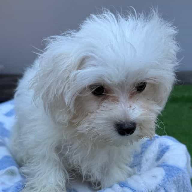 Frosty - Maltese Male