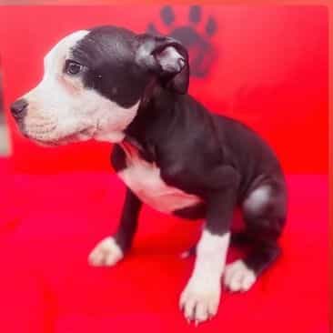 Male 2 - American Pit Bull Terrier Male