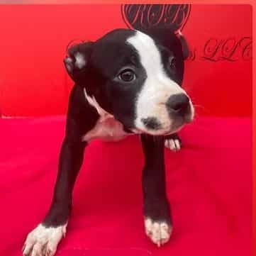 Female 1 - American Pit Bull Terrier Female