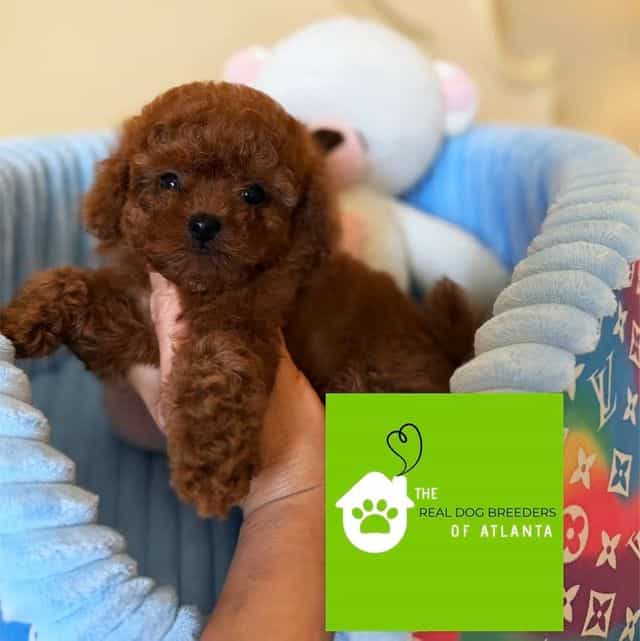 Teacup Dark Red - Toy Poodle Female