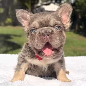Elfie Fluffy Bi - French Bulldog Male