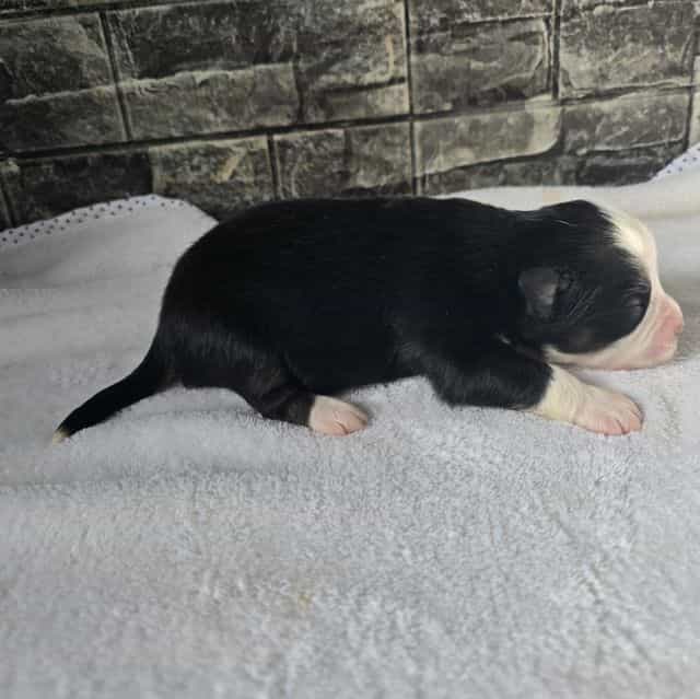 Casey  - Australian Shepherd Female