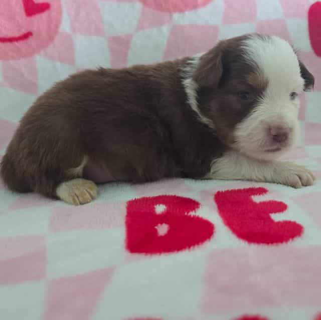 Jasper  - Australian Shepherd Male