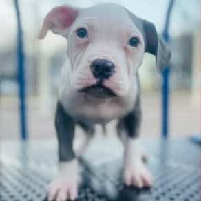 Male 1 - American Pit Bull Terrier Male