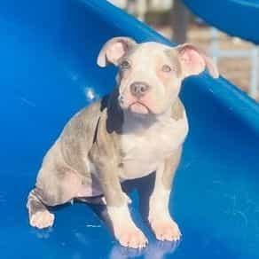 Female 2 - American Pit Bull Terrier Female