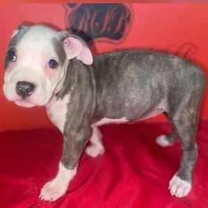 Female 3 - American Pit Bull Terrier Female