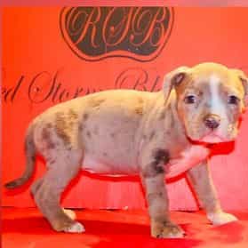 Female 1 - American Bully Female
