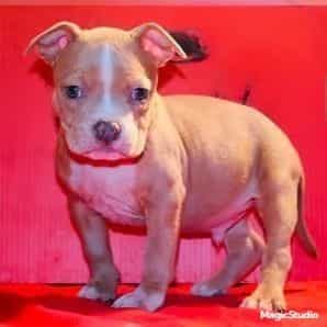 Male 2 - American Bully Male
