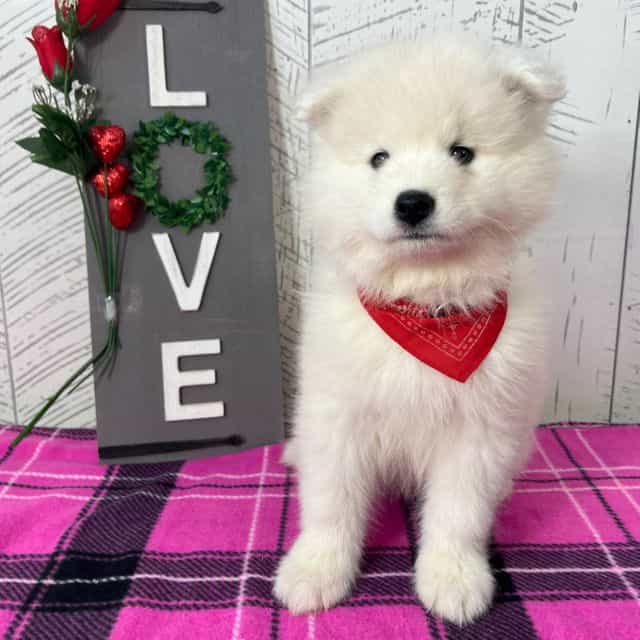 Oso - Samoyed Male