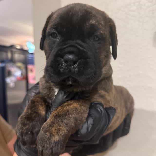 Stormy - Cane Corso Female