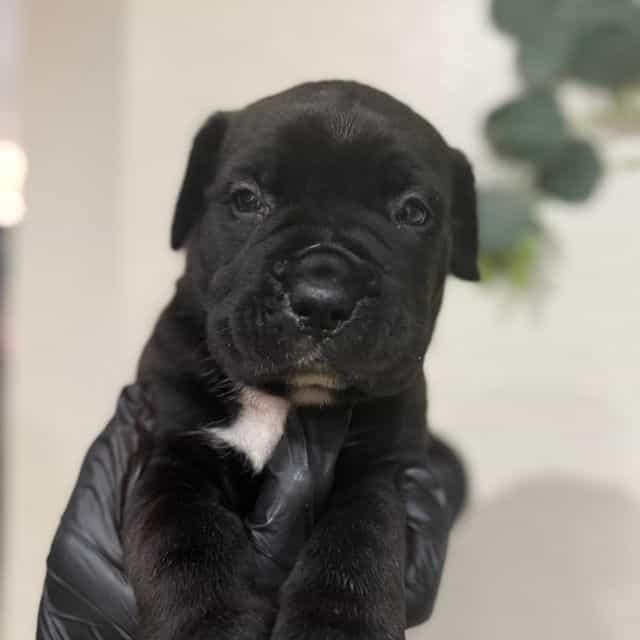 Cyclone - Cane Corso Male