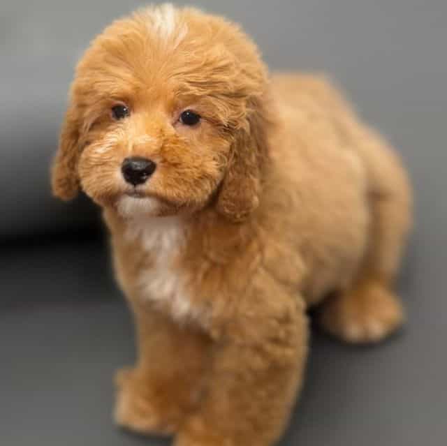 Brooklyn - Cockapoo Female