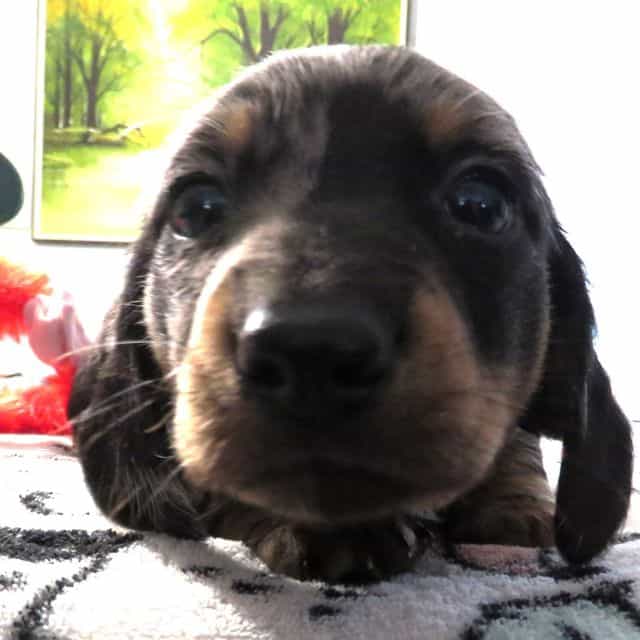 Elfish Presley - Dachshund Male
