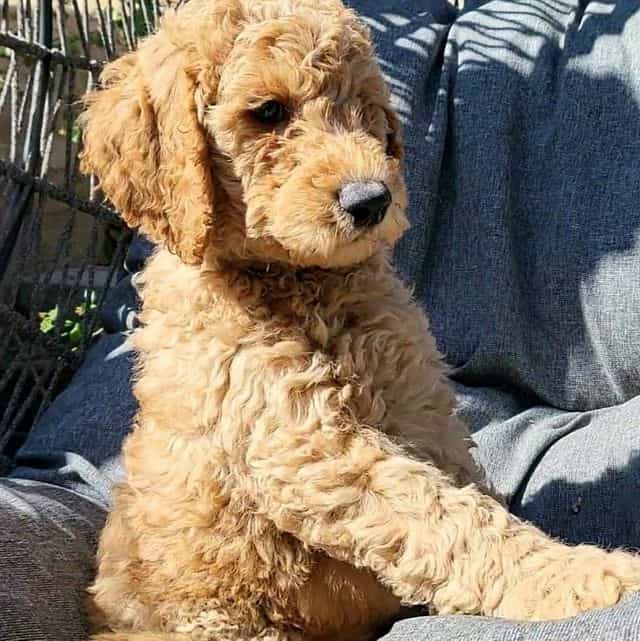 Blue collar - Goldendoodle Male