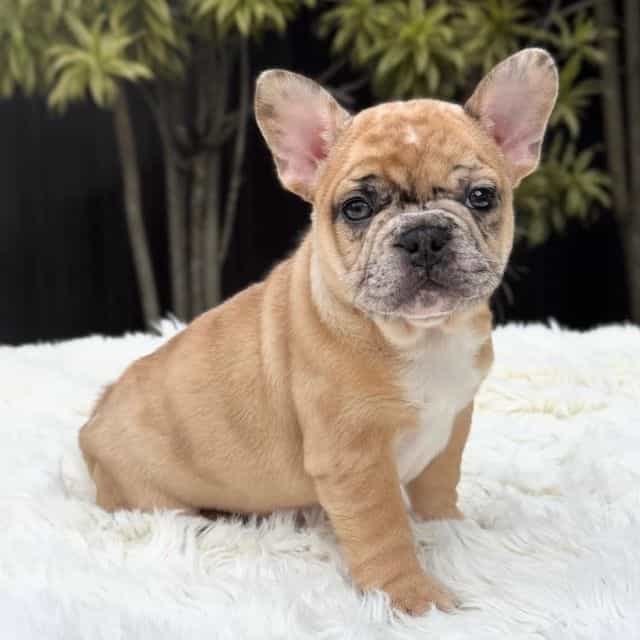 JAGUAR - French Bulldog Male